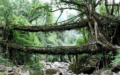 FOTO JEMBATAN HIDUP TERBENTUK DENGAN SECARA ALAMI