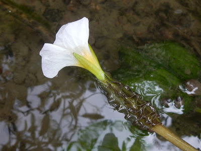 水車前草的花