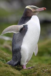 yellow-eyed penguin