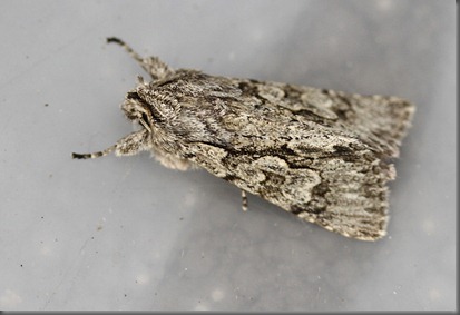 11_03_13_moths_060_early_grey