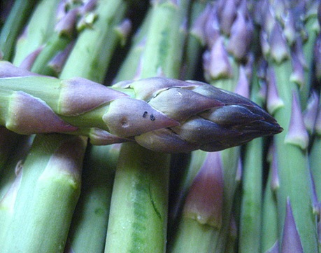 asparagus1