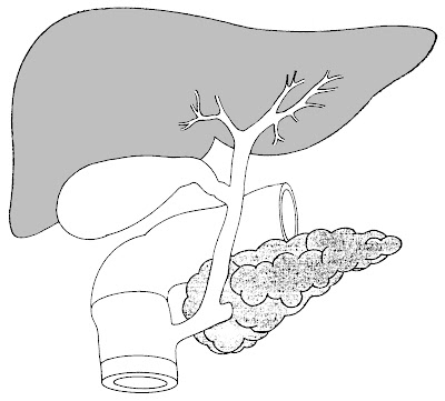 Labelled diagram of liver | Liver images | Human liver diagram