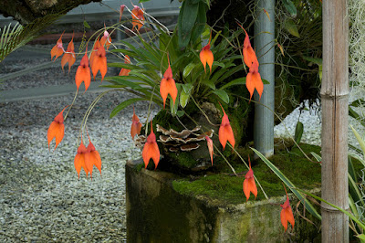 Masdevallia veitchiana care and culture