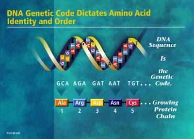 Apparently the amazingly complex genome is not complex enough to suit some people, therefore, evolution. Yes, they really think that way.