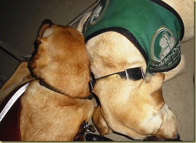 Reyna and Wendy hugging each othe while they sleep at the LOUD concert.  We could not ask for better dogs!