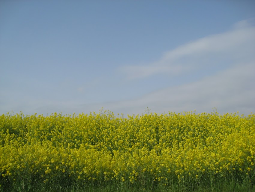 菜の花
