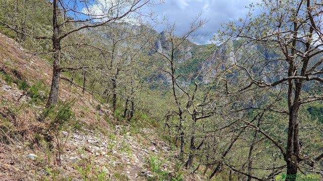 Bosque a la salida de la Majada de Tuba