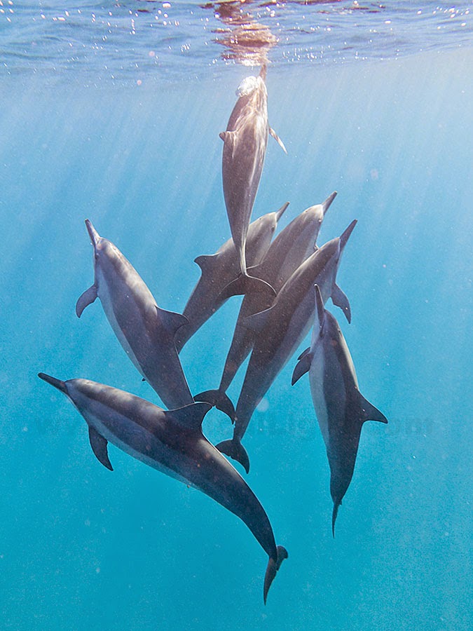 http://www.tropicallight.com/water/dolphins/27nov14dolphins/27nov14dolphins.html