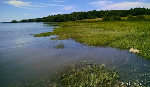7-4-15 marsh grass at high tide