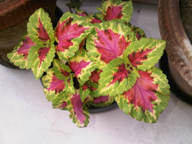 coleus