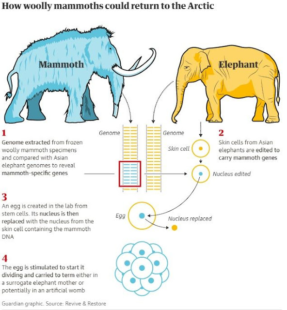 Τα μαμούθ επιστρέφουν στη γη δέκα χιλιάδες χρόνια μετά την εξαφάνισή τους;