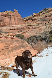 Grand Gulch dog hiking