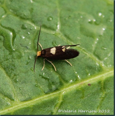 Common-Bright-Incurvaria-oehlmanniella