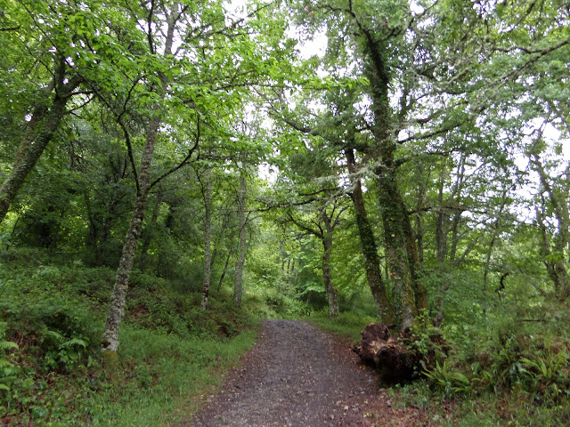 Camino Frances, a Sarria por San Xil