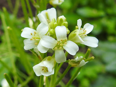 基隆筷子芥的花