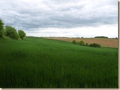 In het veld tussen Liek en Batsheers