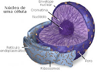 Ao Desenhar A Estrutura De Uma Célula