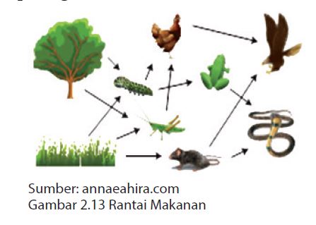 Ekosistem Makanan Rantai Sawah