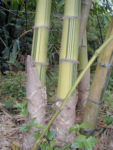 Jenis Jenis Bambu  Studi Bahan Bangunan Universitas 