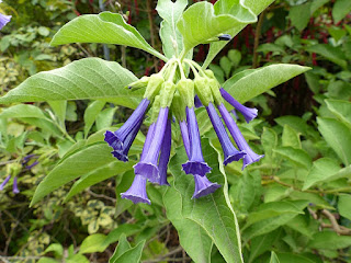 Iochrome à fleurs bleues - Iochroma cyaneum - Iochroma cyanea