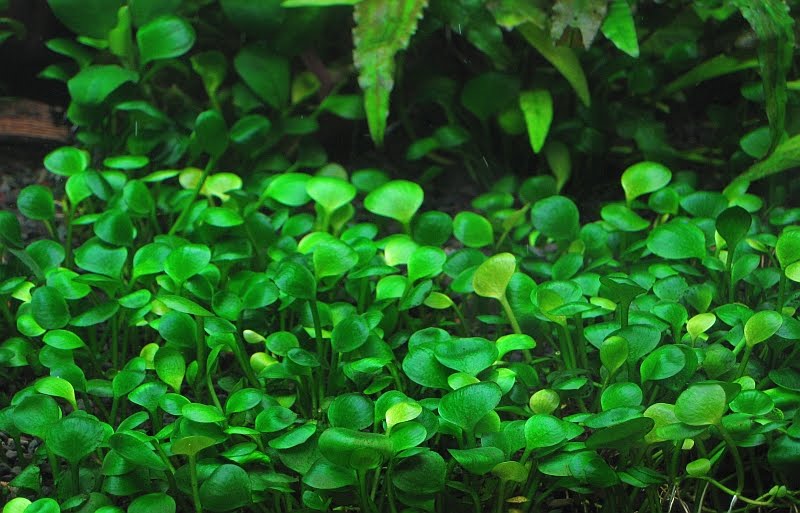 Manage your freshwater aquarium, tropical fishes and plants: Marsilea hirsuta  an ideal 