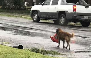 Dog carrying bag of food after Hurricane Harvey becomes viral hero 