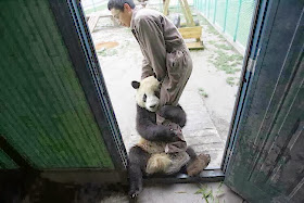Funny animals of the week - 24 January 2014 (40 pics), panda hugs zoo keeper leg