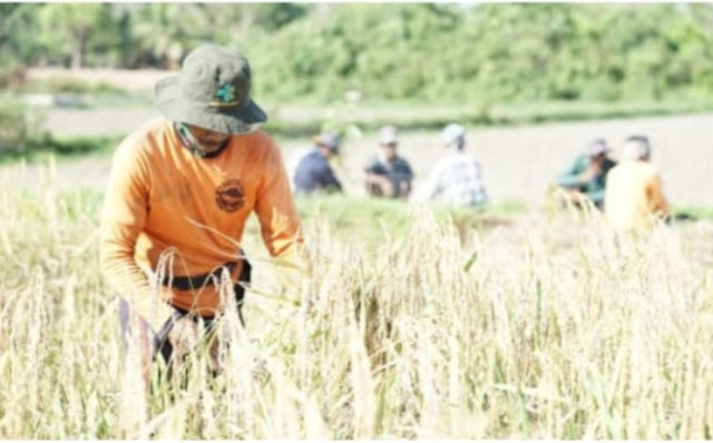 Wagub Kepri Didampingi Bupati Lingga Ikut Panen Padi Ketan Bersama Gapoktan Suka Damai Desa Kerandin