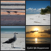 Fort De Soto is our quintessential Florida beach. (fort de soto collage)