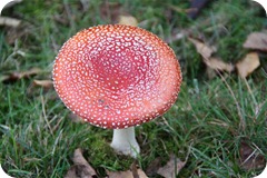 IMG_0488 (Small)