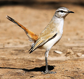 Suara burung robin kalahari