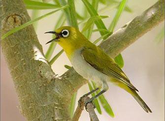 inilah burung kacamata indonesia atau mejiro jepang whi