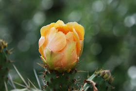 Flor en la chumbera