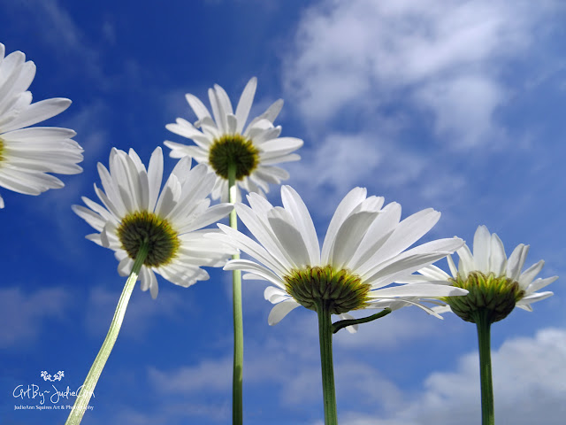 Oxeye Daisy (Leucanthemum vulgare)