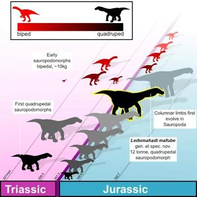 Ledumahadi mafube is the first of the giant sauropodomorphs of the Jurassic.