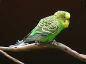 #10 Budgerigar Wallpaper