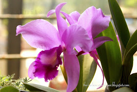 Growing Cattleya orchid in a tropical city windowsill in Mumbai. 