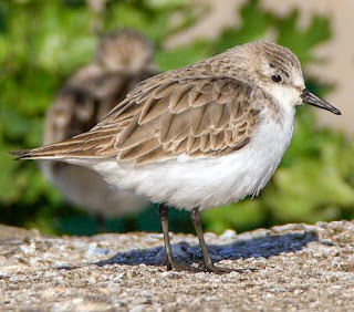 Calidris ruficollis