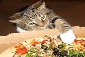 Tak Sengaja Makan Bekas Kucing