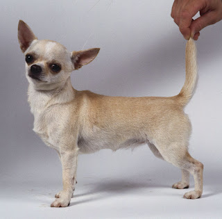 chihuahua dog puppy breeds hound chien hund perro canine animals domestics maskotak pets Haustiere huisdieren animaux de compagnie husdjur info