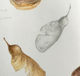 Maple seeds drawing and painting