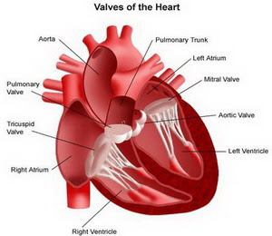 Tentang penyakit jantung bawaan