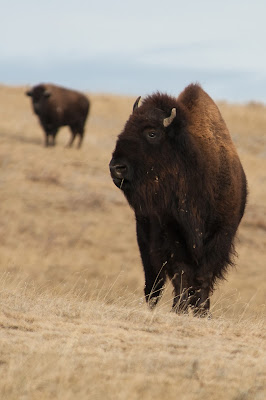 Badlands National Park: Bison