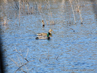 Mallards