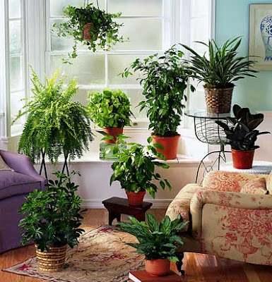 Bring a Green Atmosphere into Your House with Indoor Plants