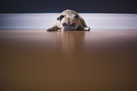 sad pug