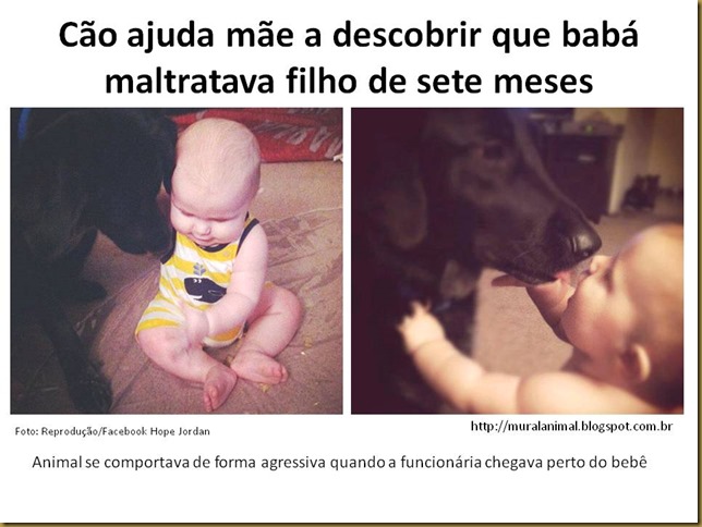 cao-bebe