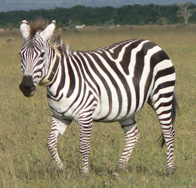 Zebras Photograph