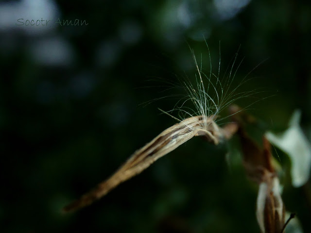 Trachelospermum asiaticum