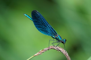 dragonfly group